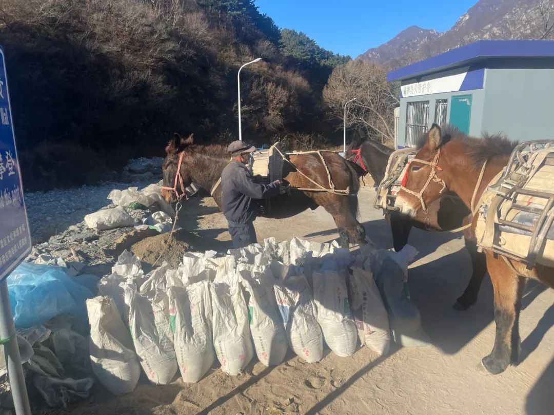 运料全靠骡驮人背！修缮长城到底多难，小编全程跟拍→