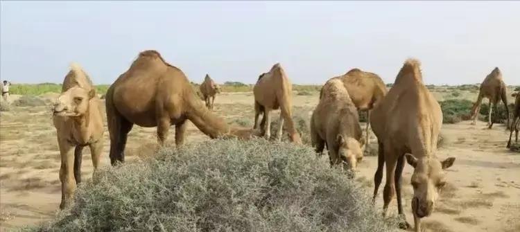 被印第安人猎杀的动物,被猎杀濒临灭绝的动物