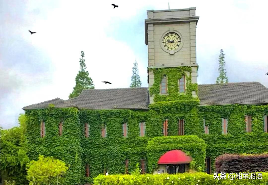 苏清闲说｜爬山虎的力量