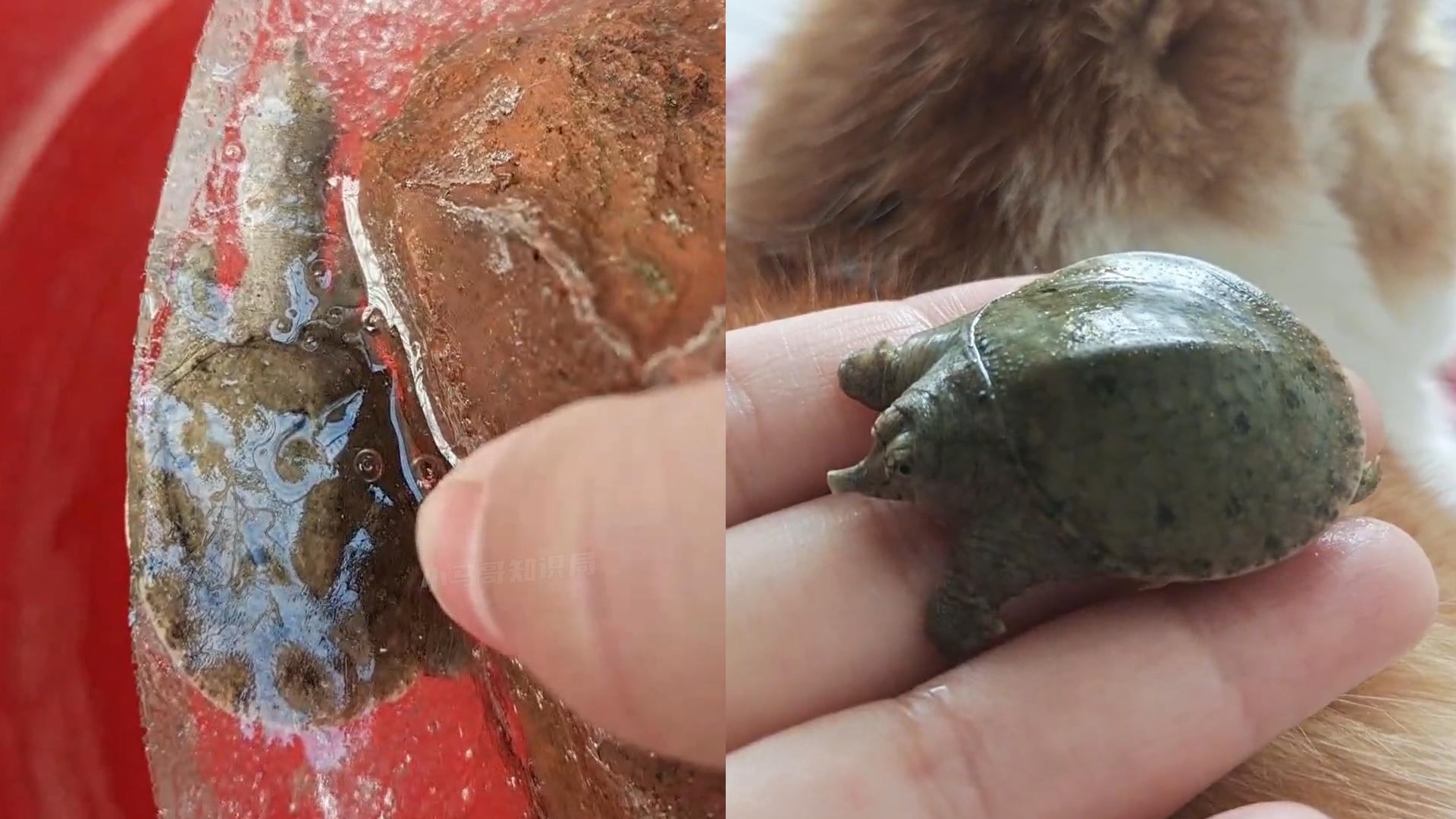 甲鱼冻成冰还能复活吗,甲鱼被冷冻后复活