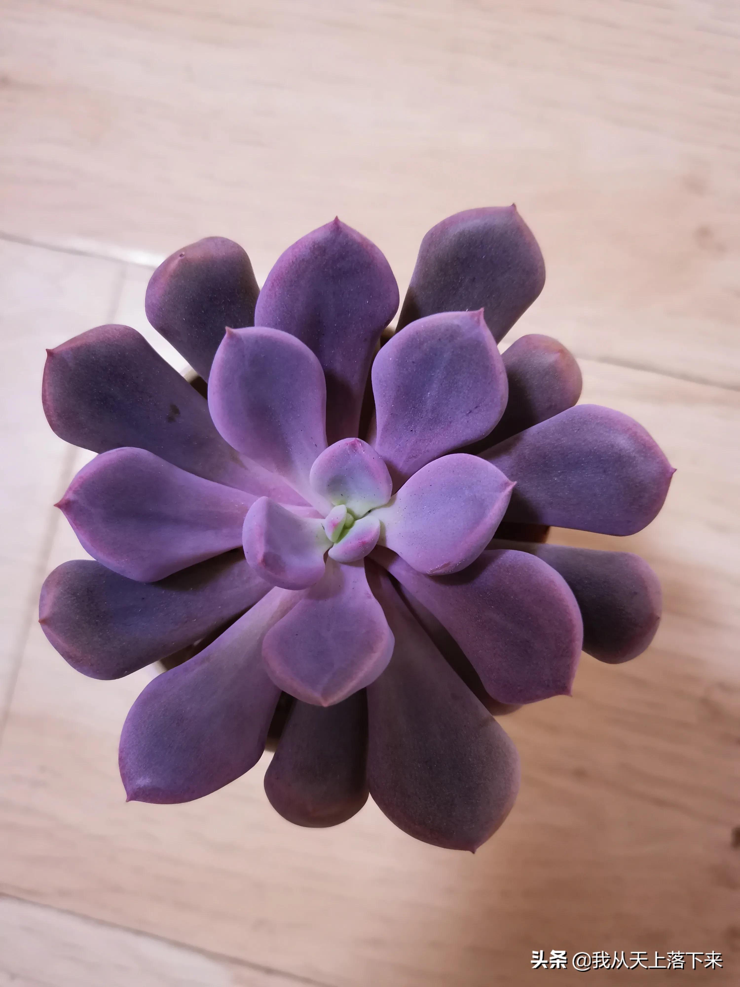 多肉品种及图片大全欣赏,多肉品种辨别图片大全欣赏