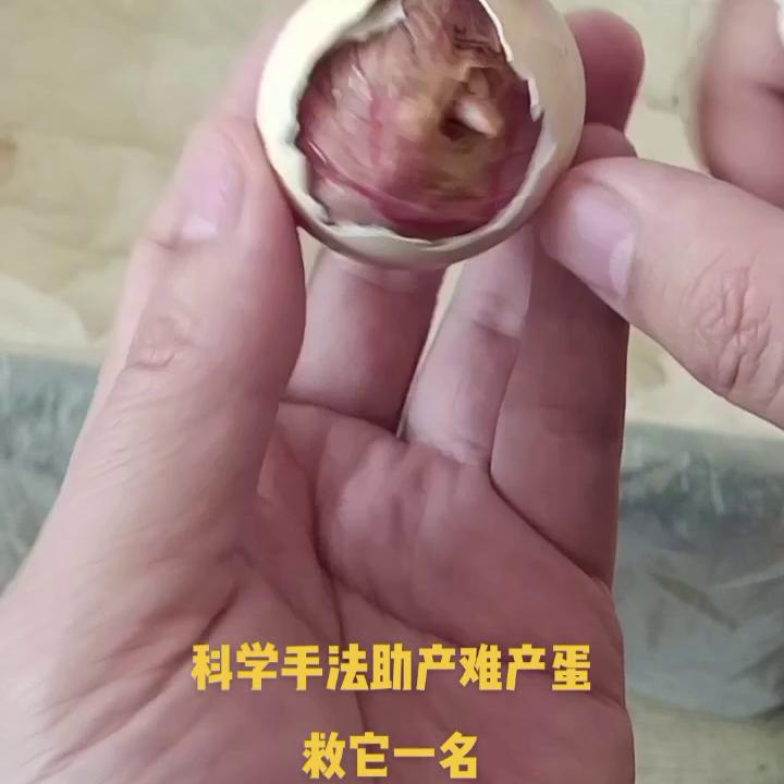 家用孵化器孵化全过程图,一年四季可用的孵化器