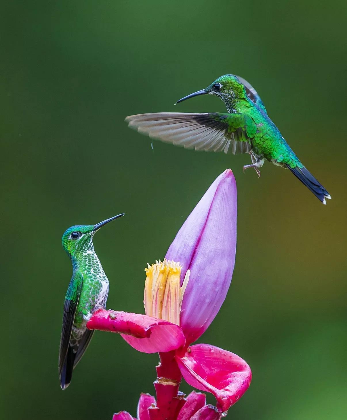 动物千姿百态,动物园的动物千姿百态