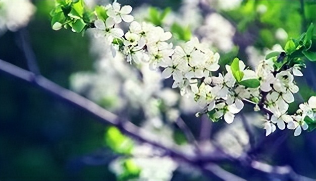 植物由生殖器官和什么器官构成,植物生命系统结构层次