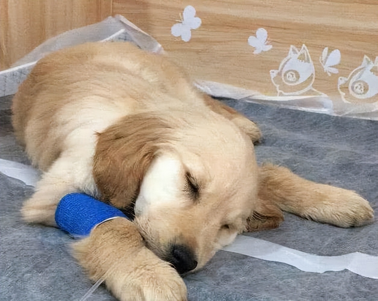 买到星期狗怎么救活,买宠物狗买到星期狗怎么办