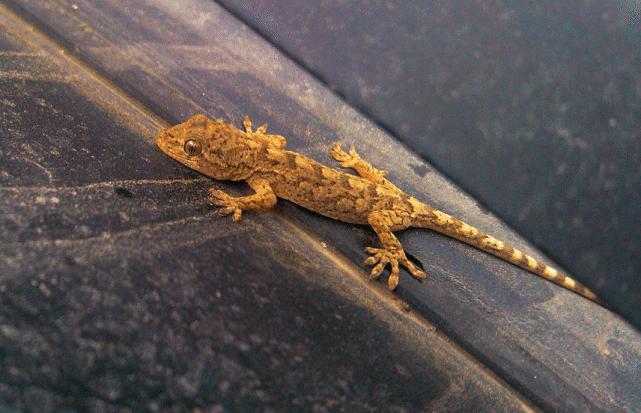 壁虎现实有那么毒么,人畜无害的壁虎为什么会列入五毒