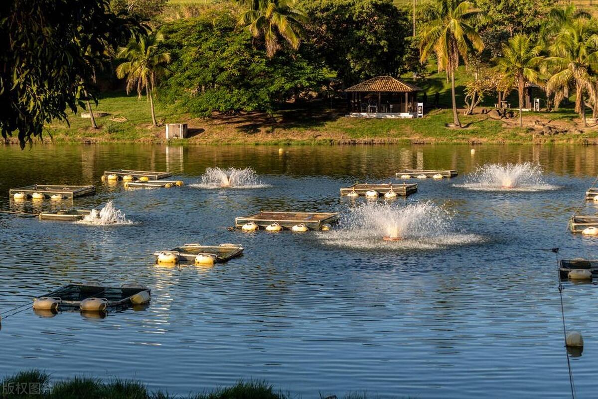 关于罗非鱼的养殖技术和方法