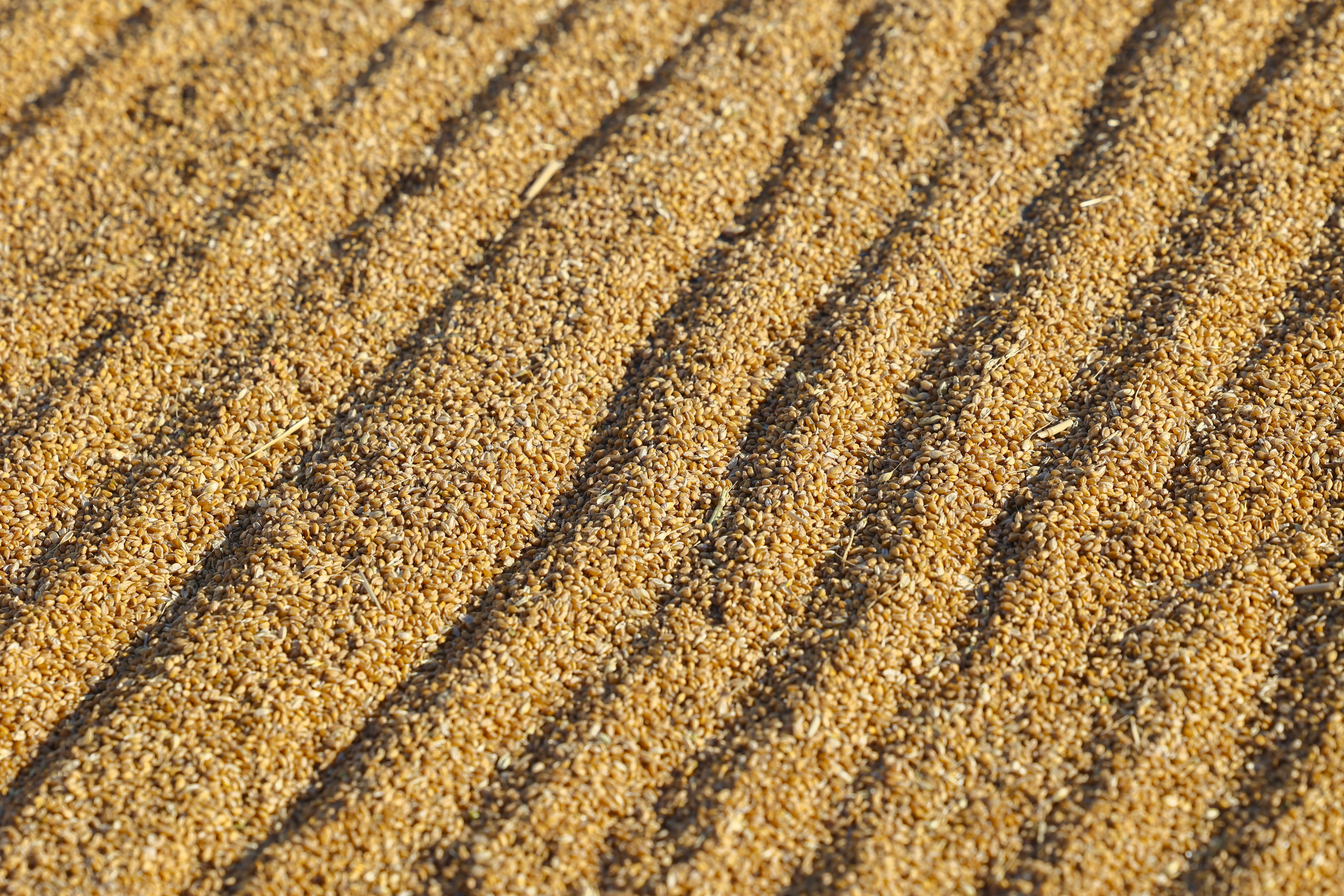 小麦丰收的画卷在错水河畔铺展，徐村麦浪滚滚，“丰”景如画