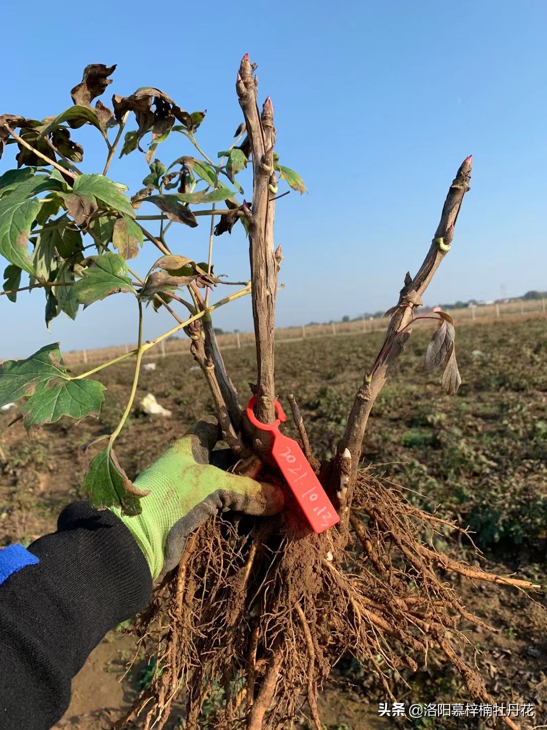 牡丹芍药的种植方法和注意事项,芍药苗子购买