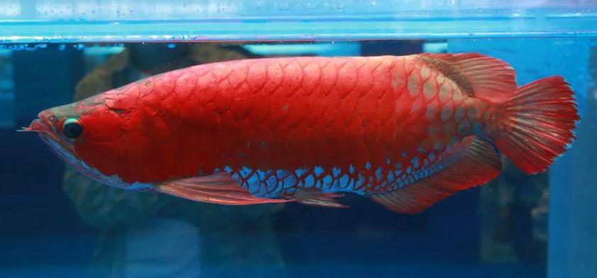 如何提高龙鱼食欲,如何提升龙鱼胆量