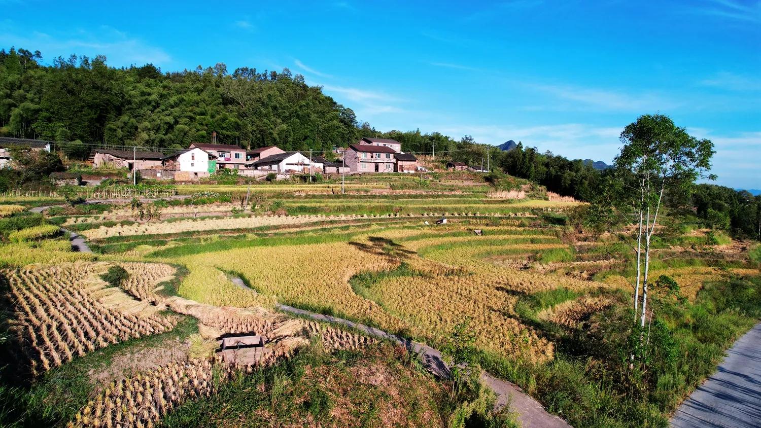 稻菽飘香各地丰收忙,稻菽飘香图片