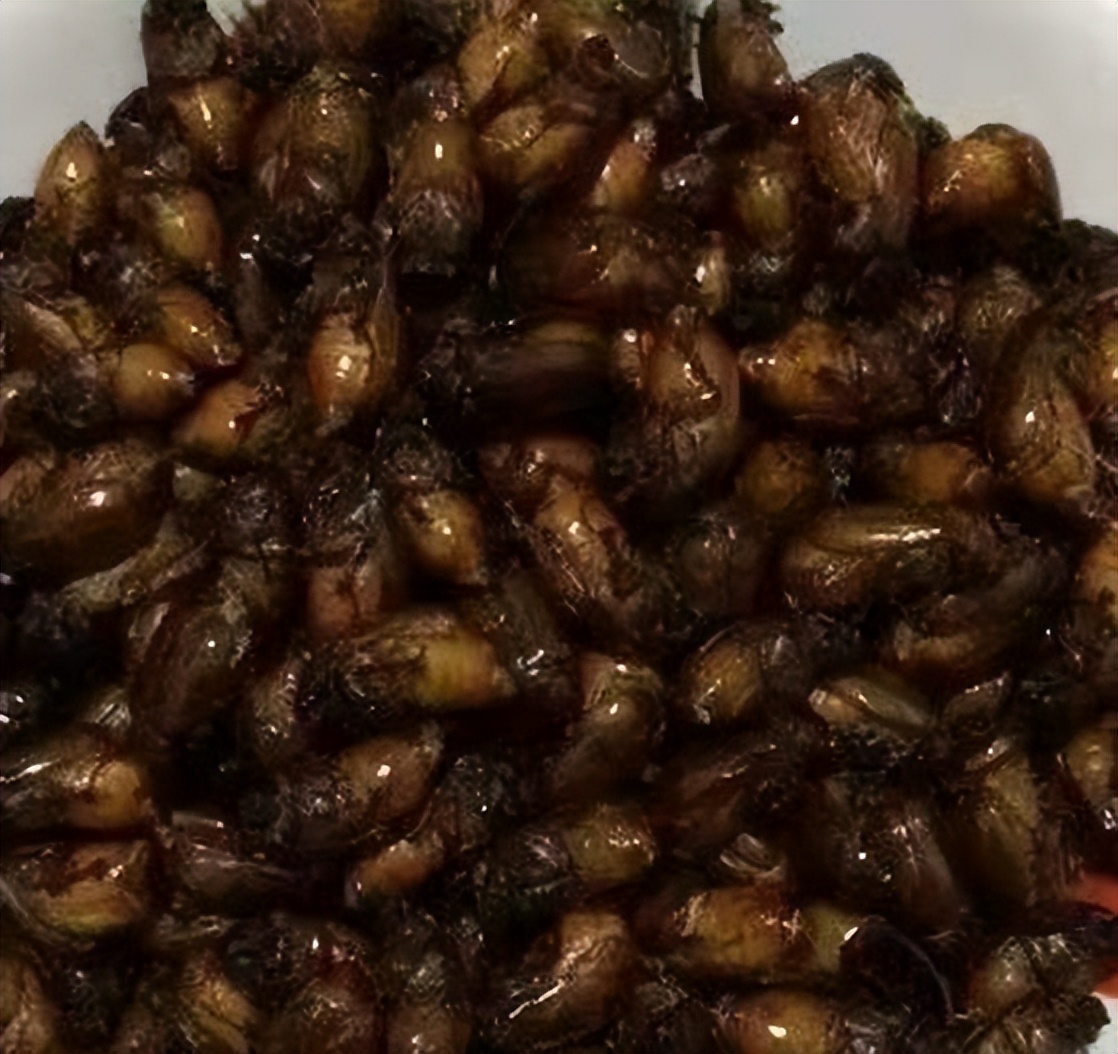 丛林探险美食大全,真正的丛林美食有哪些