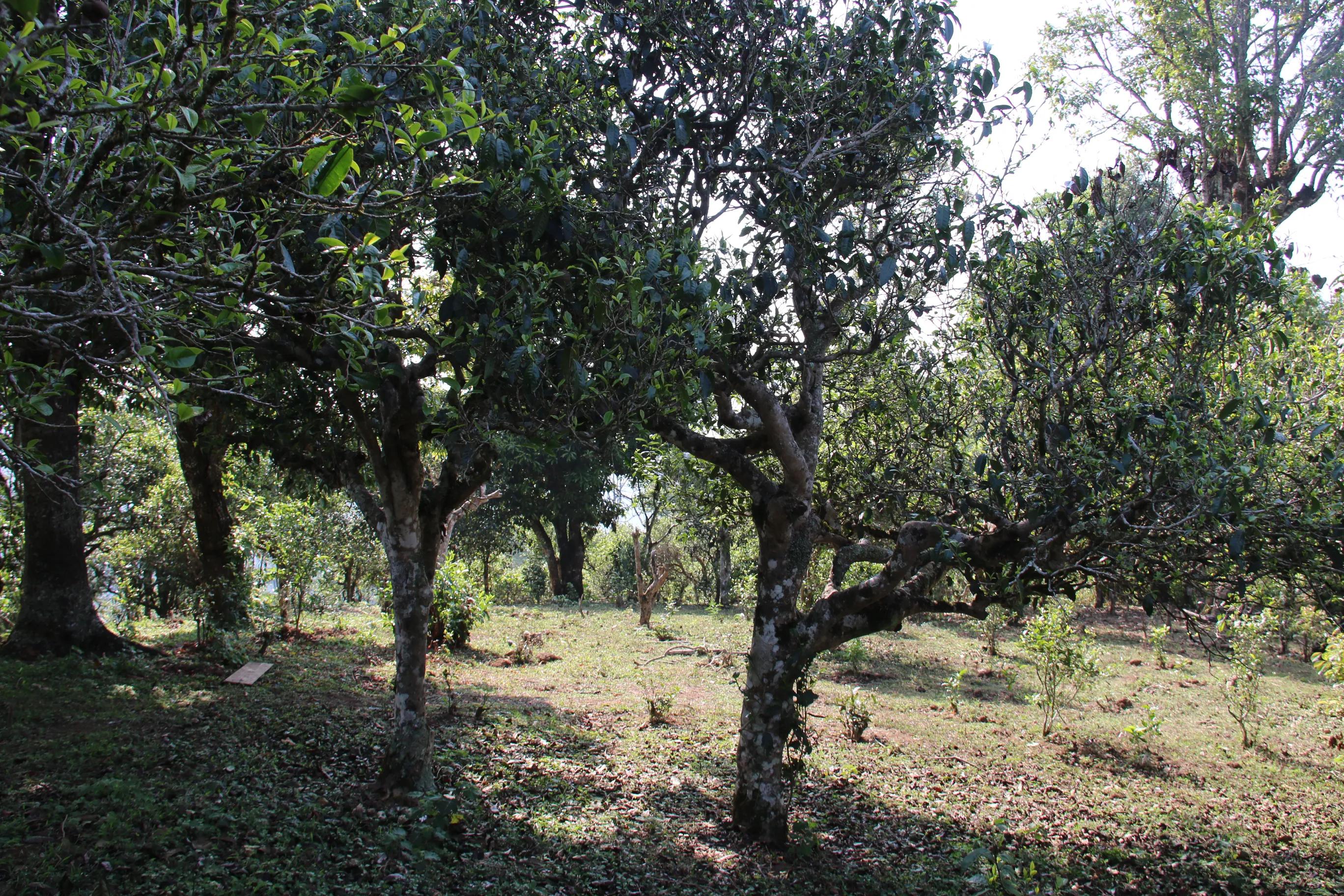 学会喝茶的正确方法,学会喝茶视频教程