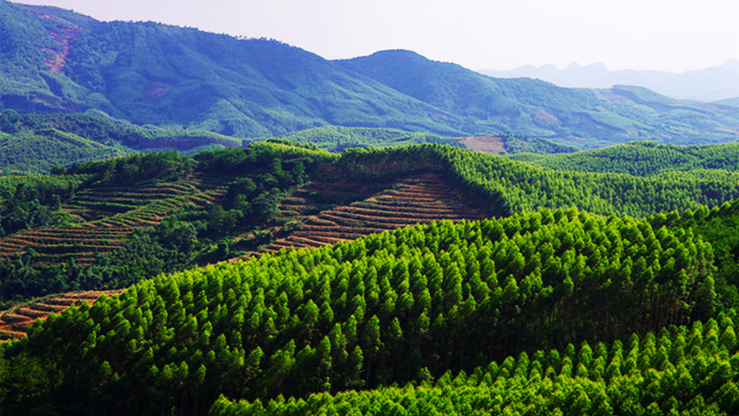 广西漫山遍野的桉树,为什么桉树旁边不长草