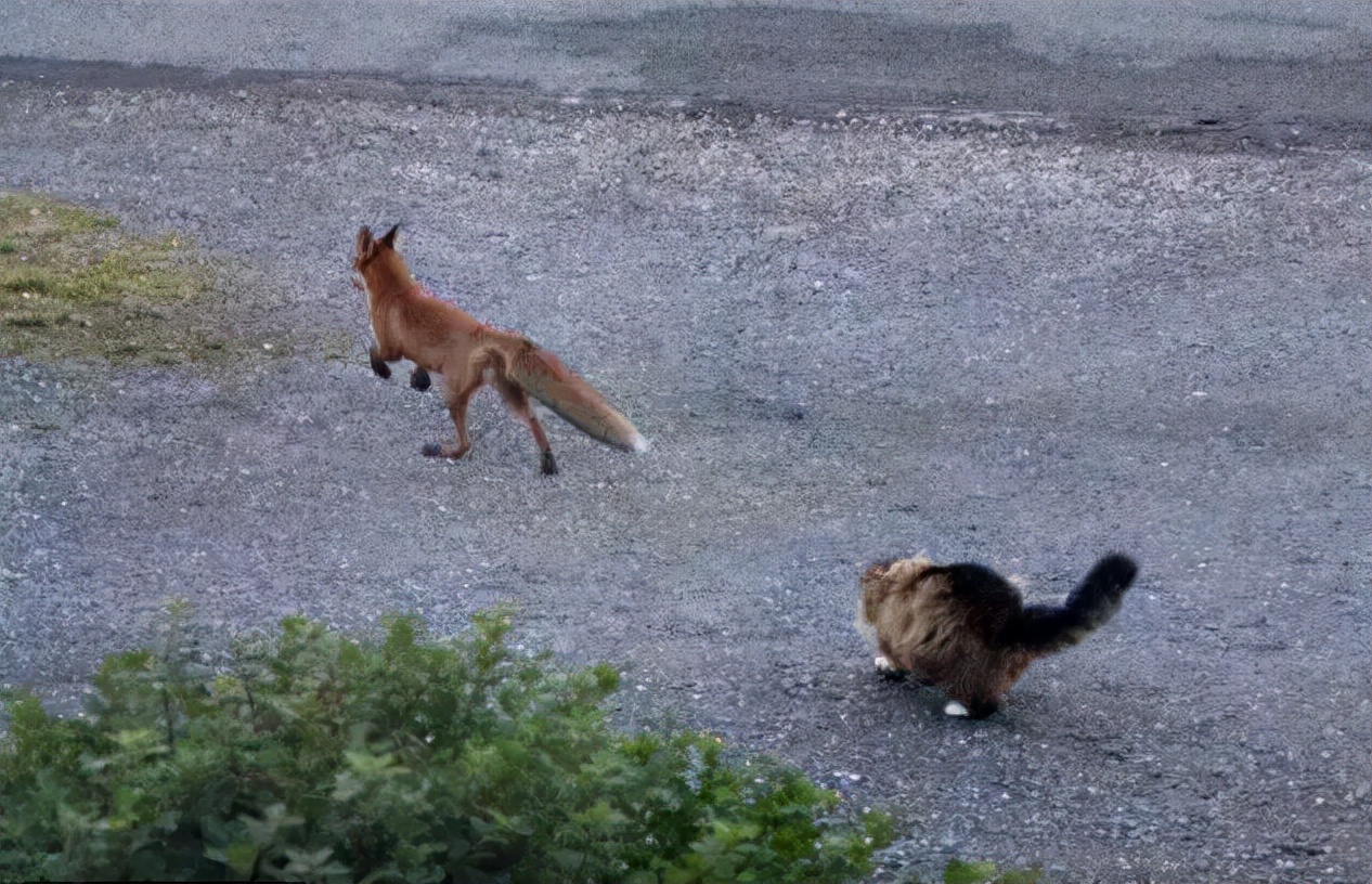 瑞士猫和俄罗斯猫,俄罗斯猫西伯利亚猫