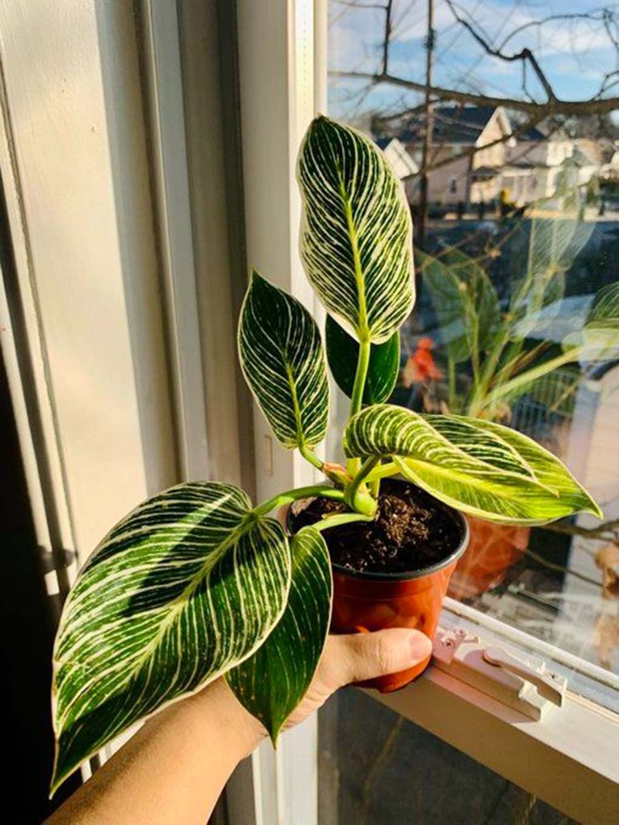 好养无毒的观叶植物,真正皮实好养的观叶植物