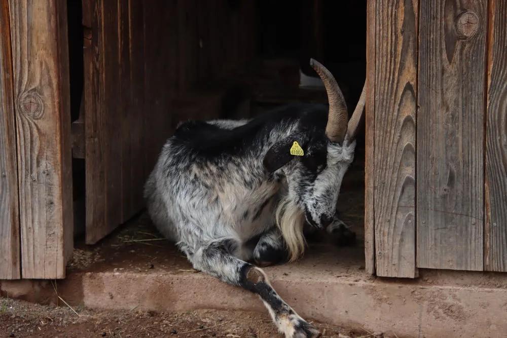 牛和牛互相顶头是怎么回事,牛和羊比力气