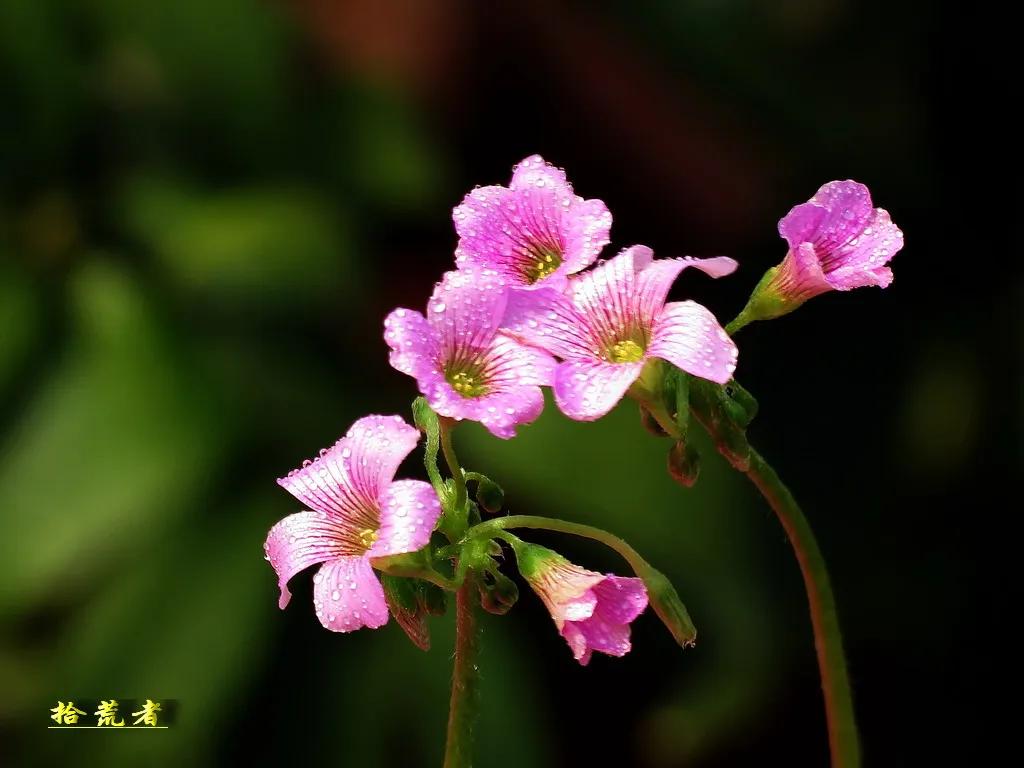 酢浆草黄色大花,类似酢浆草的野花叫什么