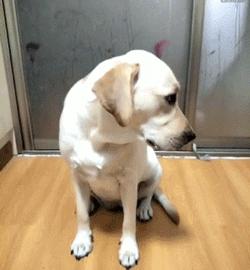 哪几种狗最温顺不爱咬人,性格最温顺不咬人的狗是怎么回事