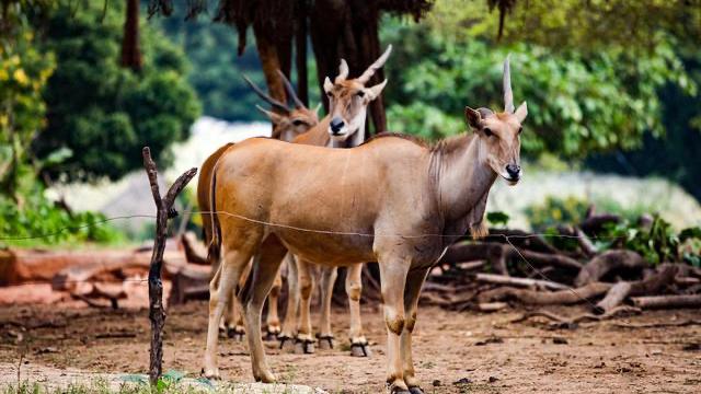 沈阳野生动物园带点啥东西喂动物,沈阳动物园冬季有哪些动物