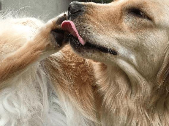 狗狗疼痛时的12个表现,狗狗疼痛的10个表现