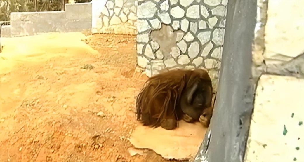 动物园大猩猩健身,大猩猩吃东西变瘦