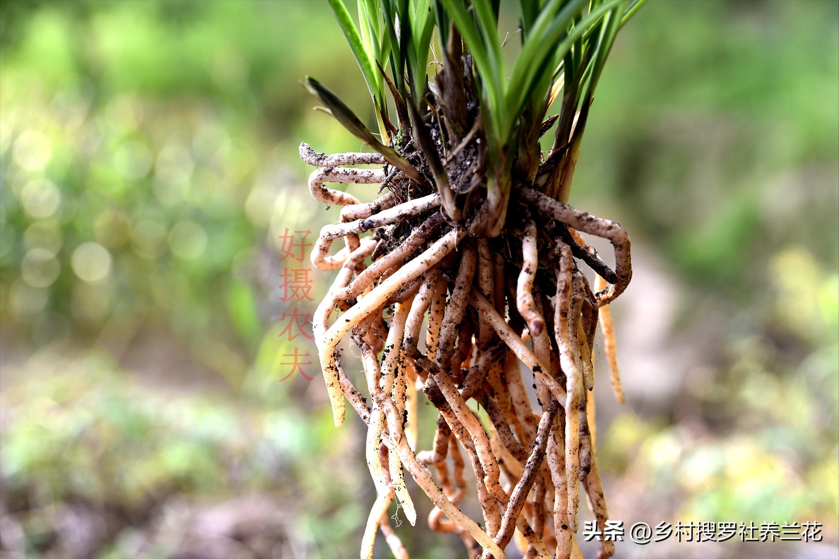 兰花翻盆的注意事项是什么,兰花春天翻盆好还是秋天翻盆好