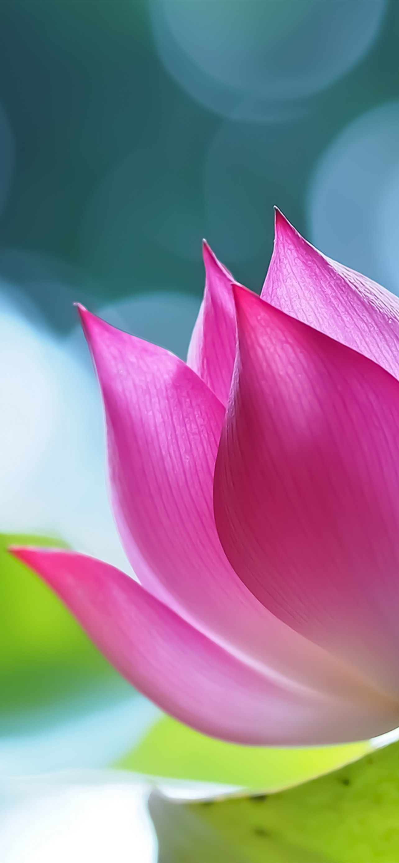 超清黑色花朵全面屏手机壁纸,苹果ios壁纸超清4k全面屏