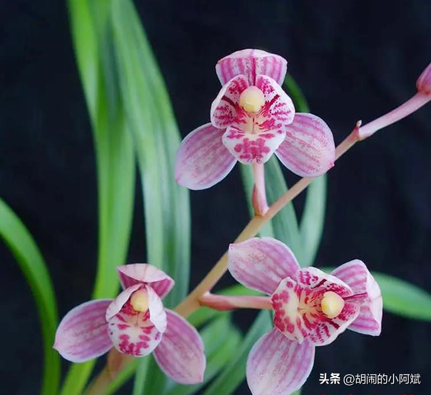 建兰东方红荷和君荷价格,建兰东方红荷特征