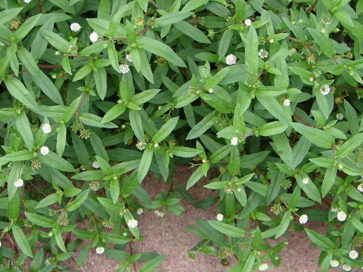 治疗十年以上脑鸣耳鸣的中草药,耳鸣耳聋最有效的中药