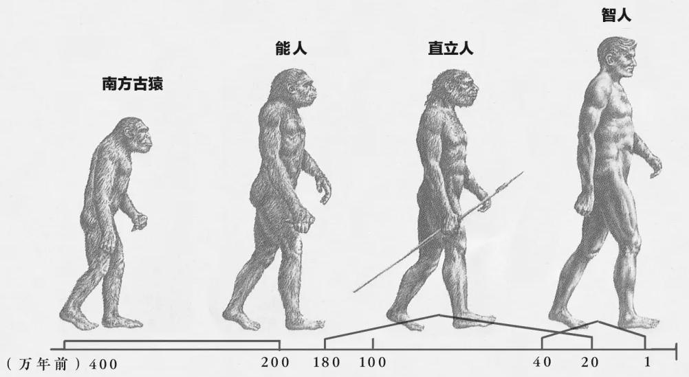 人类的生殖骨为什么退化了,人类没有尾椎骨会怎样