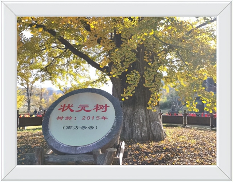 中国千年银杏谷住宿,中国千年银杏谷