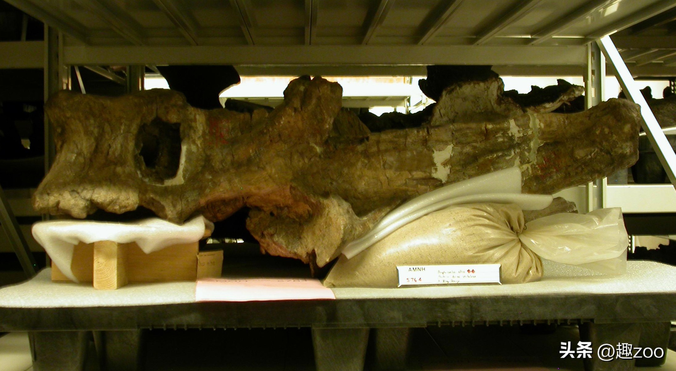 世界上有哪些著名的恐龙化石,世界十大恐龙巨龙排名