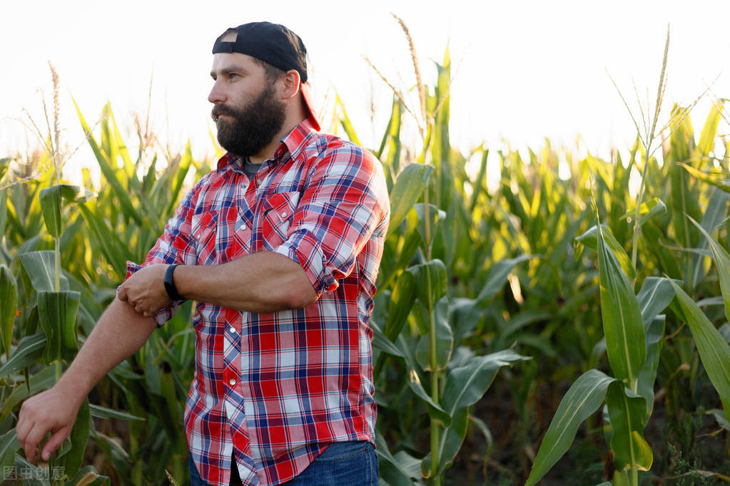 玉米现货涨期货为什么跌,玉米期价反弹动力引关注