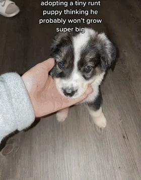 救助了小狗发现长大不简单,收养了一只小狗成长历程