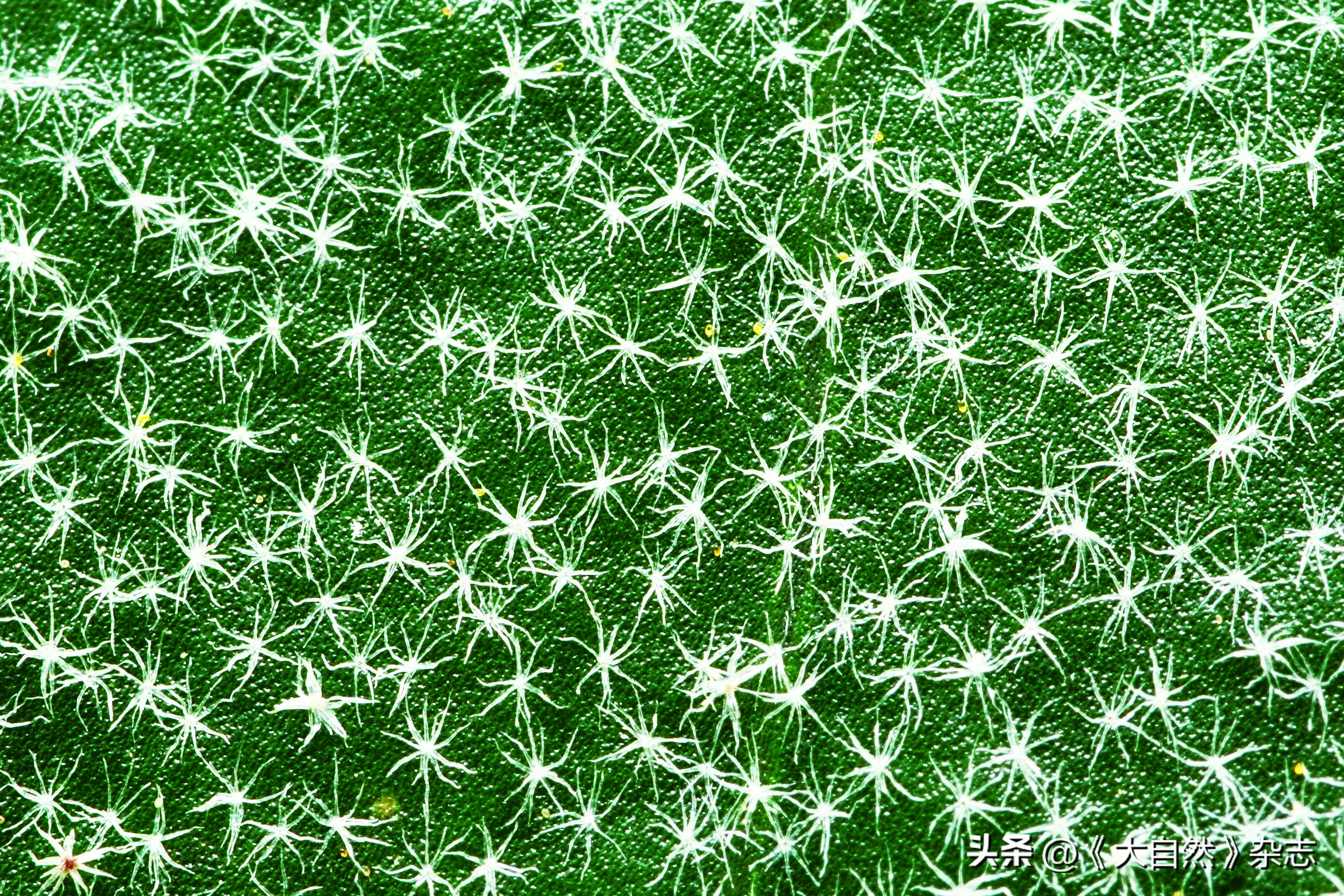 林深时见“鹿”，解谜鹿角蕨