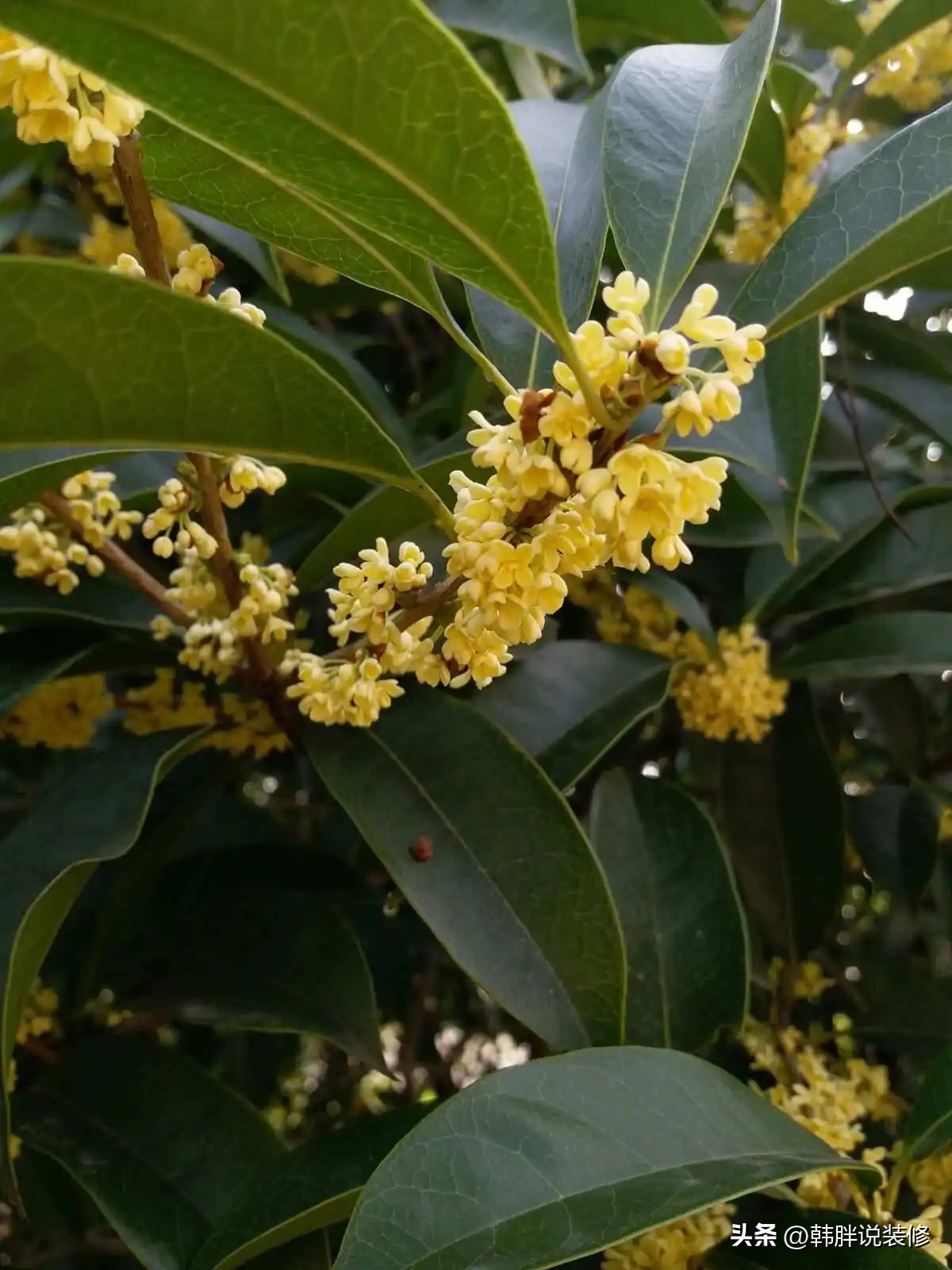 房前屋后种什么名贵树旺宅,房前栽什么招财运