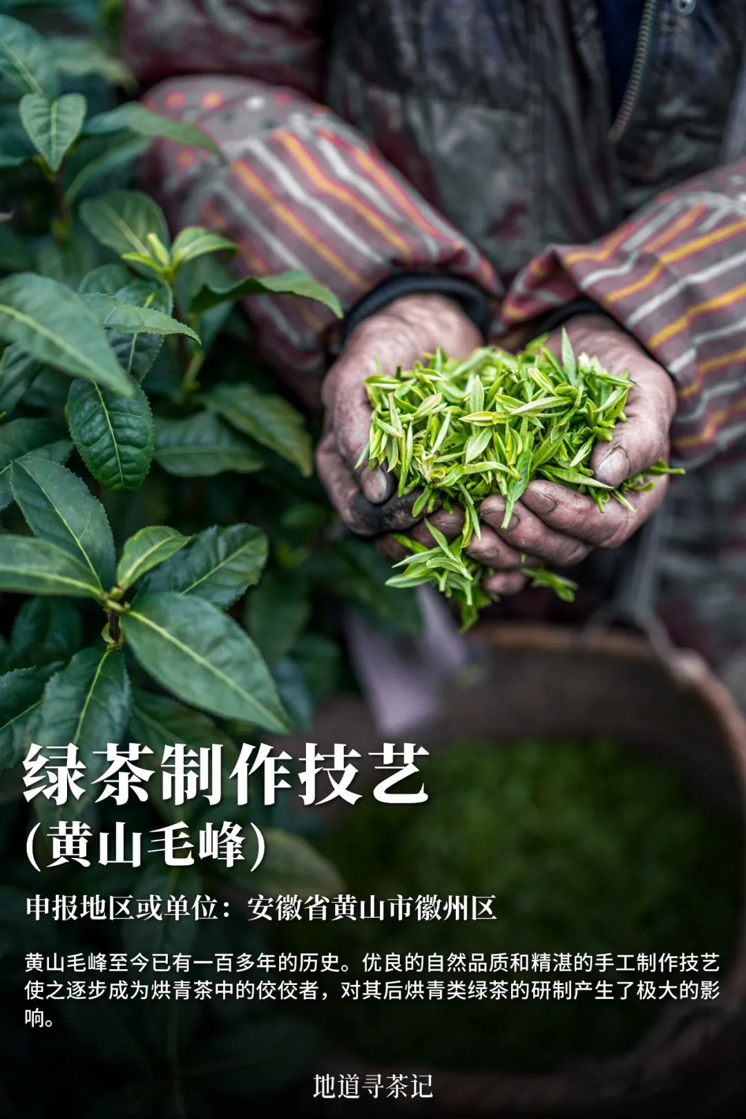 史上最全“中国传统制茶技艺及其相关习俗”展示，建议收藏！