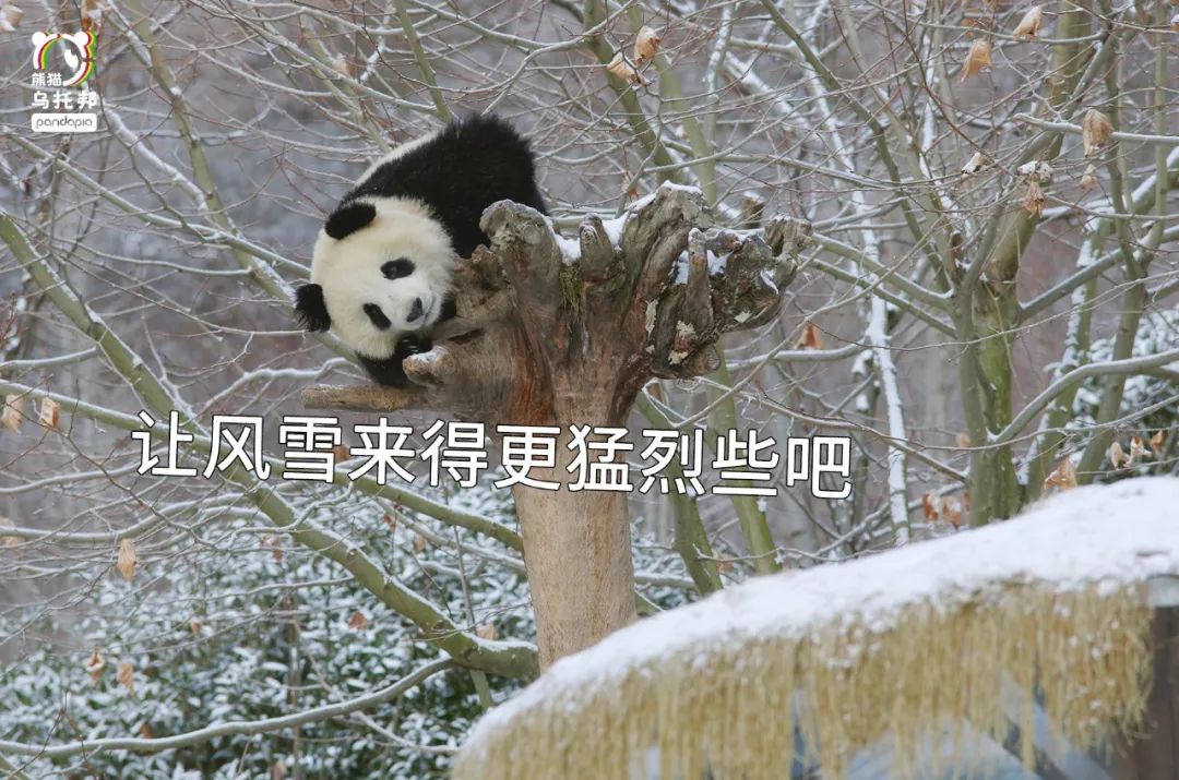 冬季保暖熊猫,呆萌可爱熊猫过冬