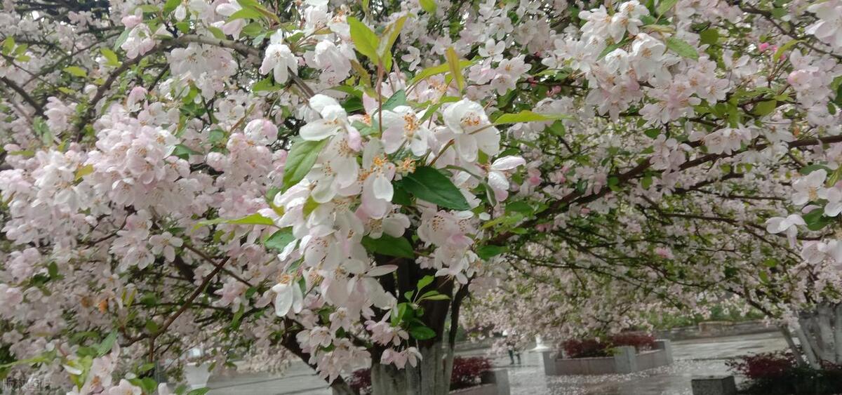 花事旖旎,关于年华最唯美的古诗