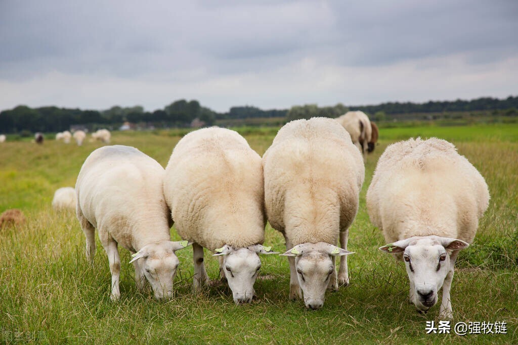 如何解决羊蹭墙,羊蹭墙是怎么回事