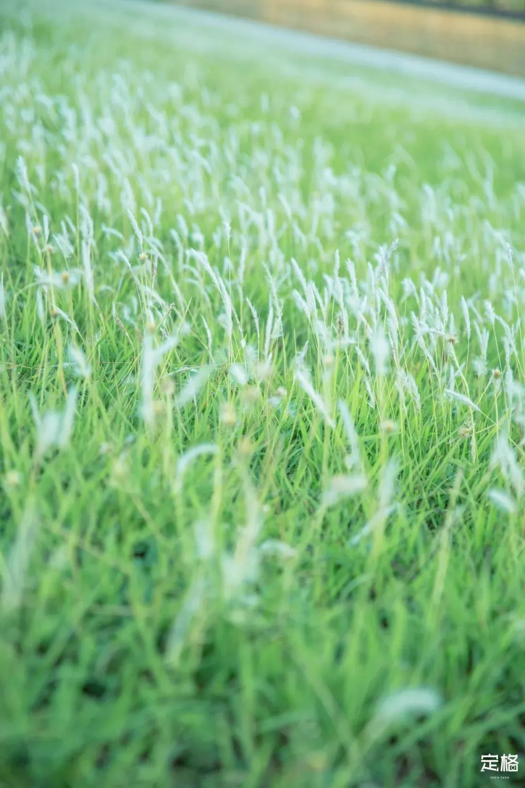 深圳10个小众打卡地免费游玩,深圳十大免费打卡地