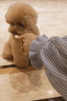 幼犬1-3个月怎么喂养土狗,如何快速成为幼犬的铲屎官