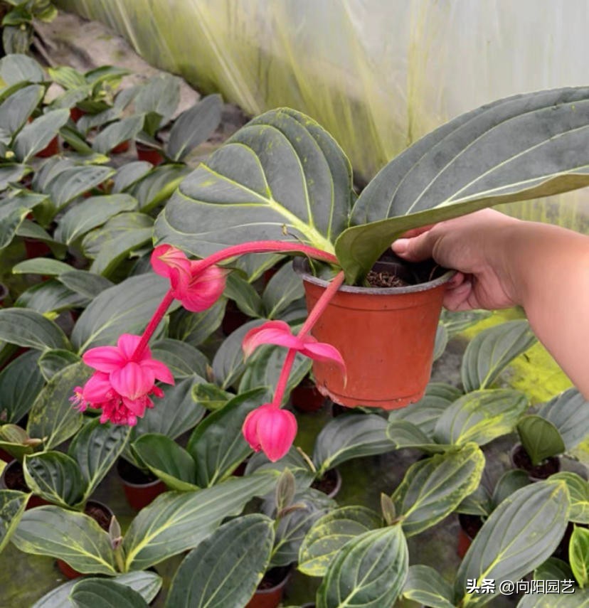 宝莲灯批发基地多少钱一盆,黄土岗宝莲灯花批发多少钱一盆