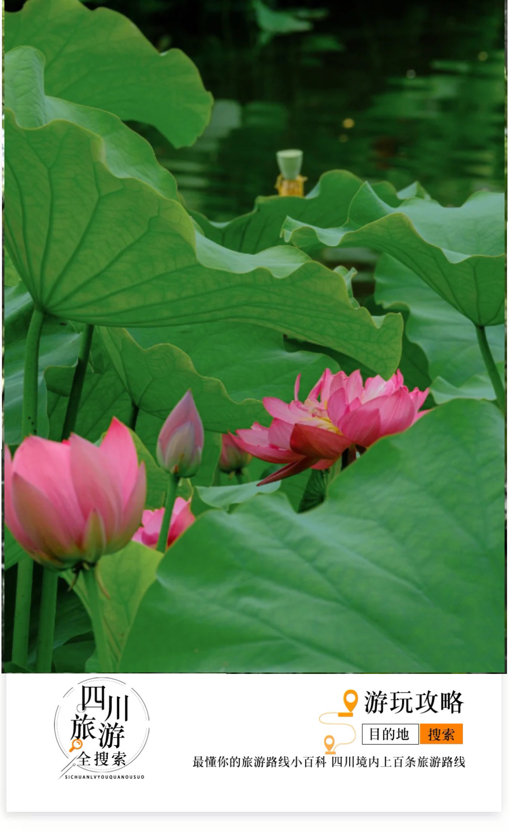 成都荷花最佳观赏地,成都看荷花的景点推荐