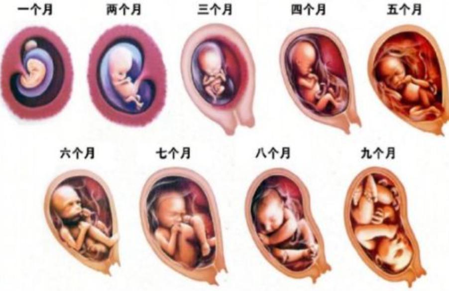 爷爷奶奶亲还是兄弟姐妹亲,姥姥姥爷亲还是外公外婆亲