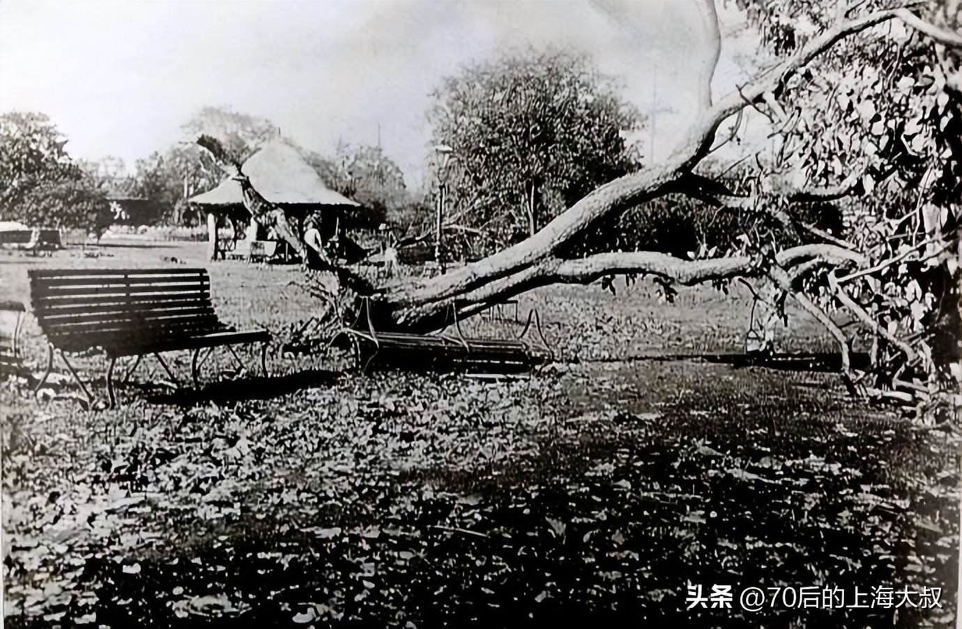 上海黄浦的公园,老上海珍贵园林图片