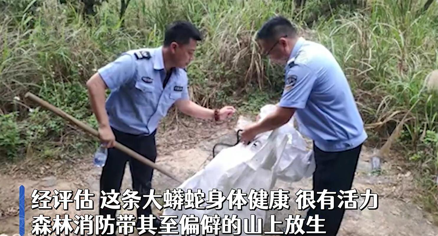 3.8米50斤巨蟒躲在工业园蒸汽管下,50斤大蟒蛇藏身于工业园区