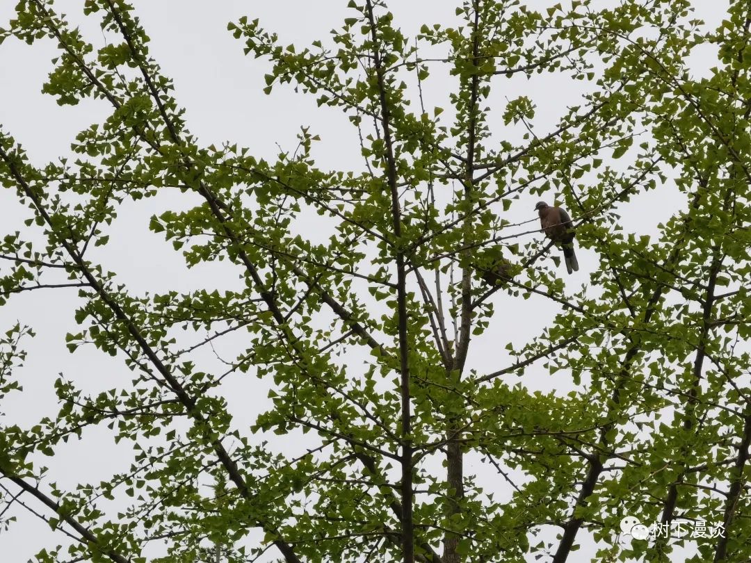 父亲节孝敬爹和妈,父亲节给爹的祝福语