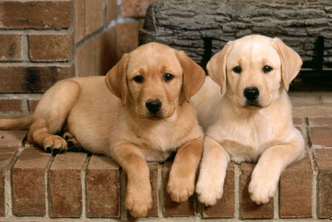 拉布拉多身上长癣怎么办？出现的原因是什么？我们应该怎么办？